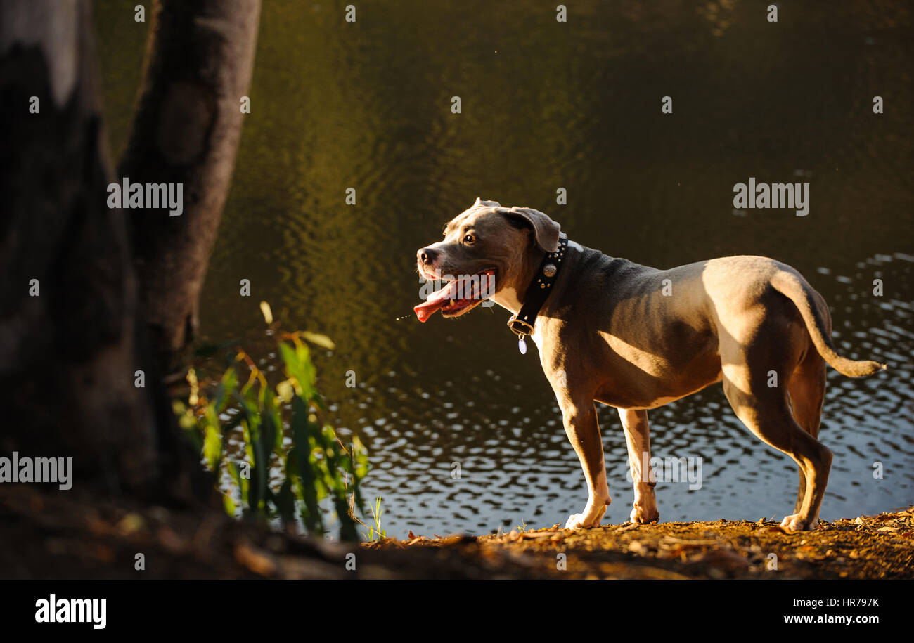 L'American Pit Bull Terrier cane Foto Stock