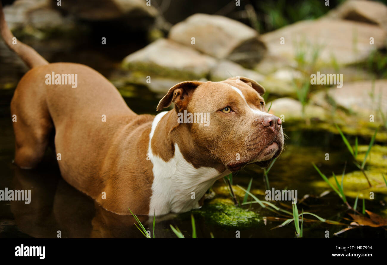 L'American Pit Bull Terrier cane Foto Stock