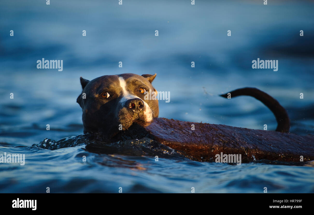 L'American Pit Bull Terrier cane Foto Stock