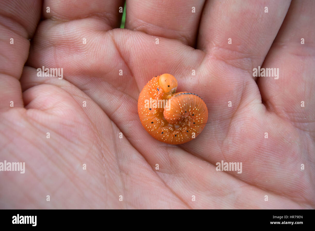 Catchy di caterpillar arancione (falso larva) di pioppo sawfly (Cimbex luteus) su Palm. Ricorda Immagine di alien con poignant maniglie debole e grande testa Foto Stock