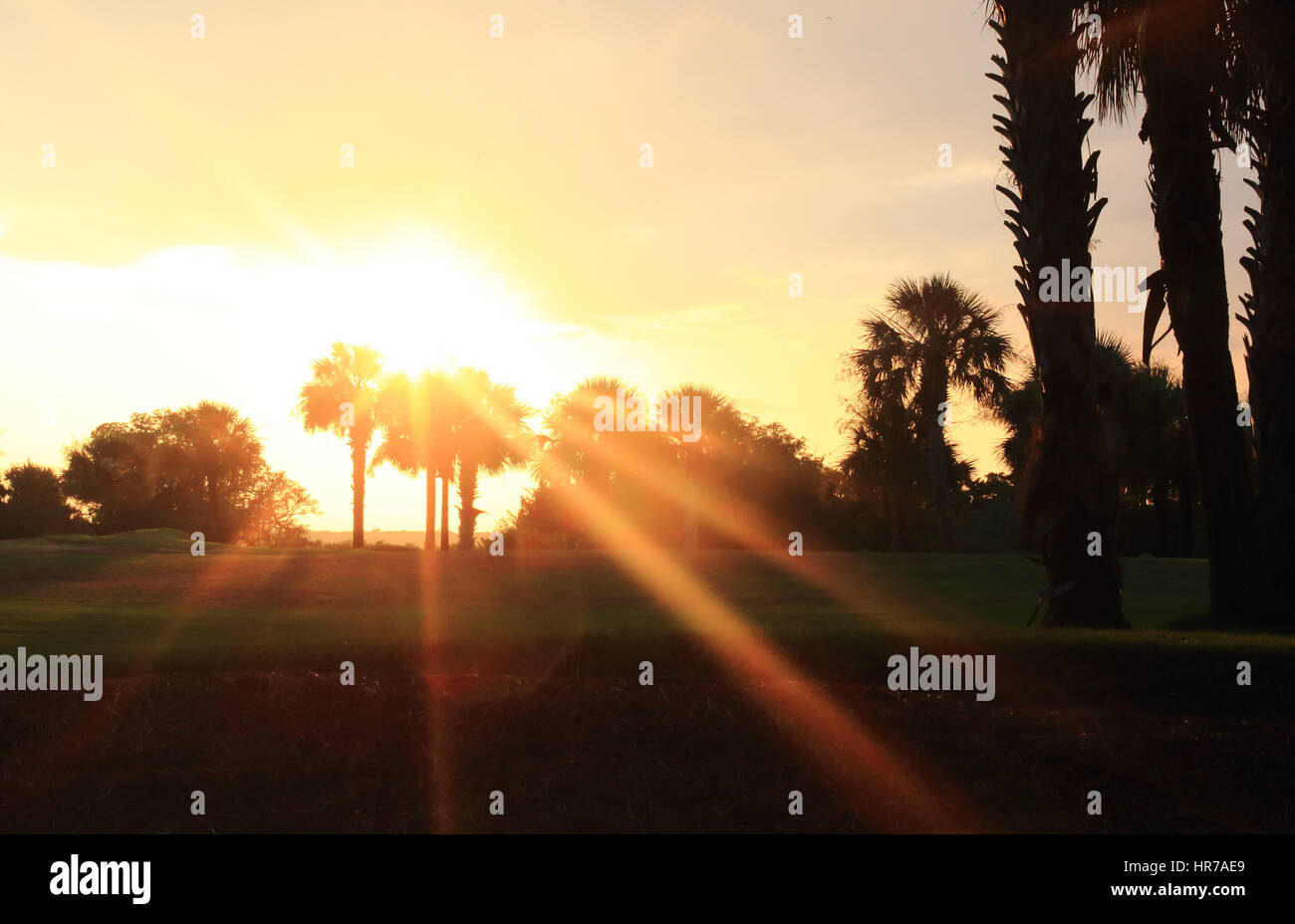 I raggi di luce in streaming su e attraverso gli alberi di palmetto sulla Kiawah Island Club del corso del fiume campo da golf su Kiawah Island, nella Carolina del Sud. Foto Stock