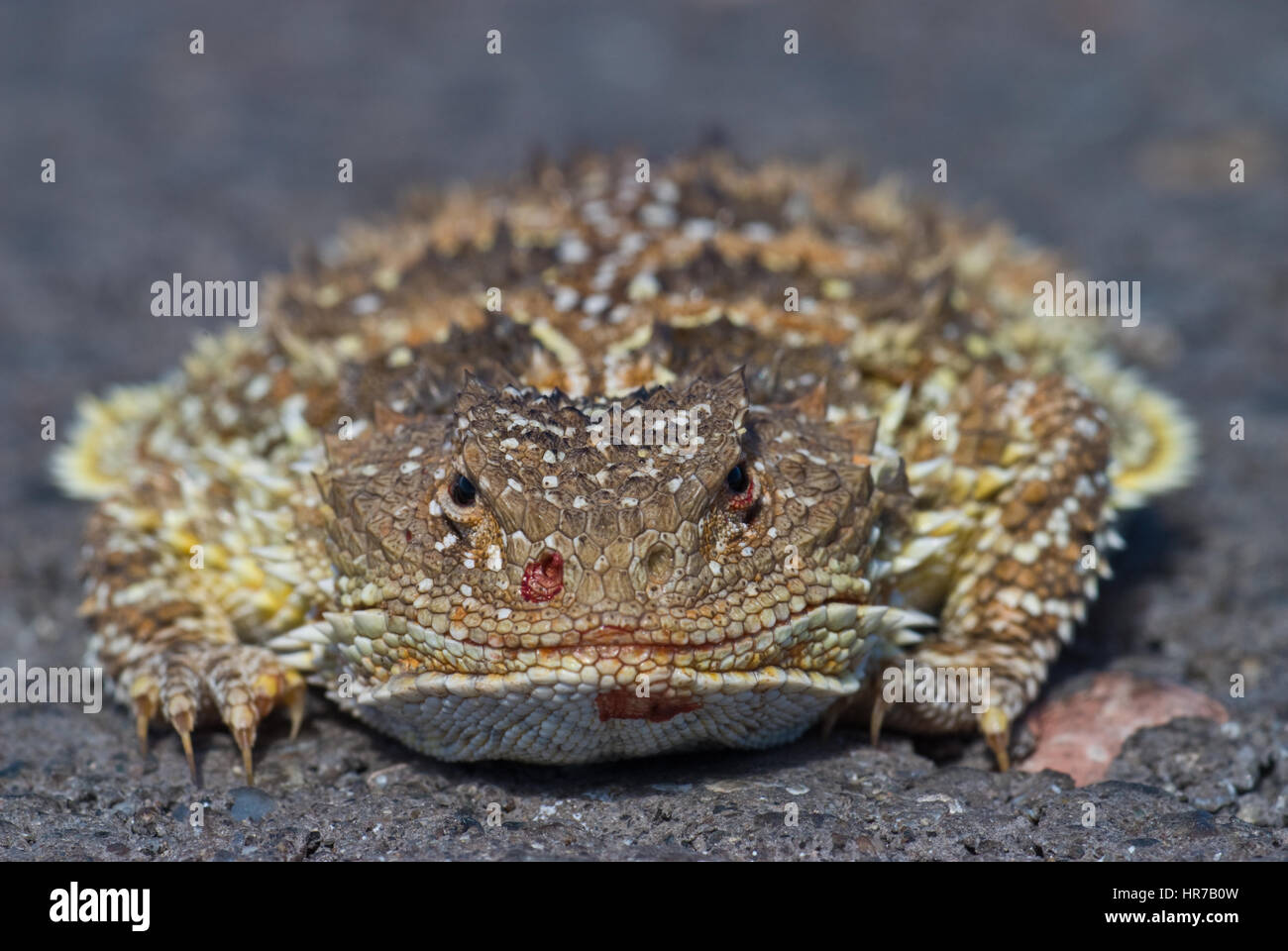 Maggiore corto-cornuto Lizard, sangue schizzare comportamento difensivo. Foto Stock