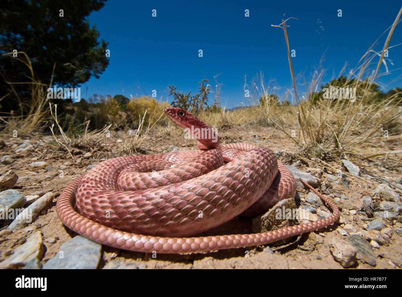 Western Coachwhip, Santa Fe Co., New Mexico, negli Stati Uniti. Foto Stock