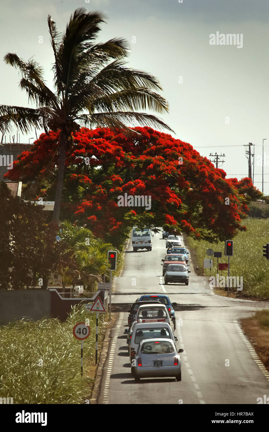 Maurizio, Cap Malheureux, Mauritius, Cap Malheureux, country road con semaforo, flame tree Foto Stock