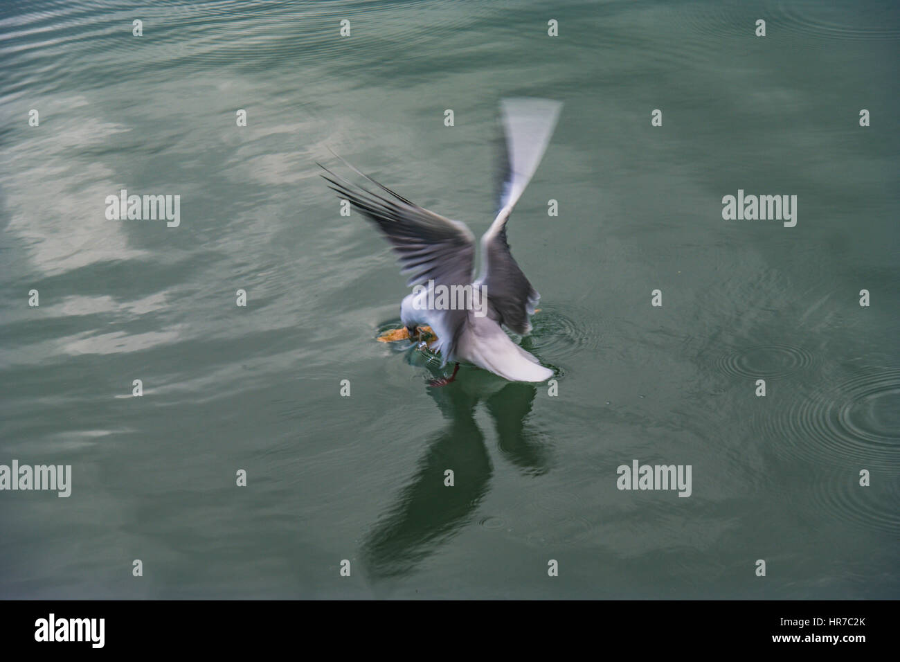 Perfetto seagull ala aperta sul mare Foto Stock