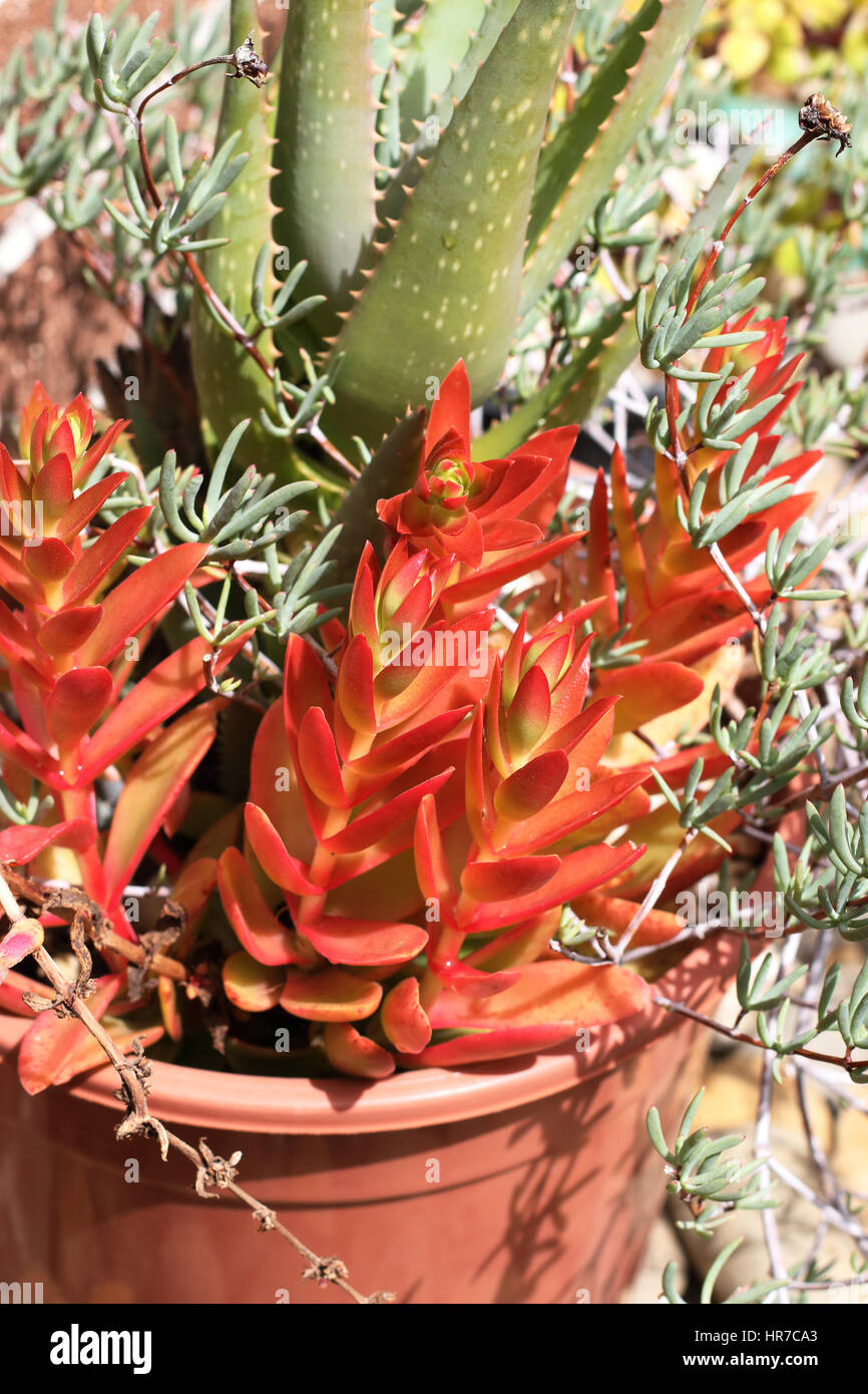 Crassula Capitella Campfire succulente Foto Stock