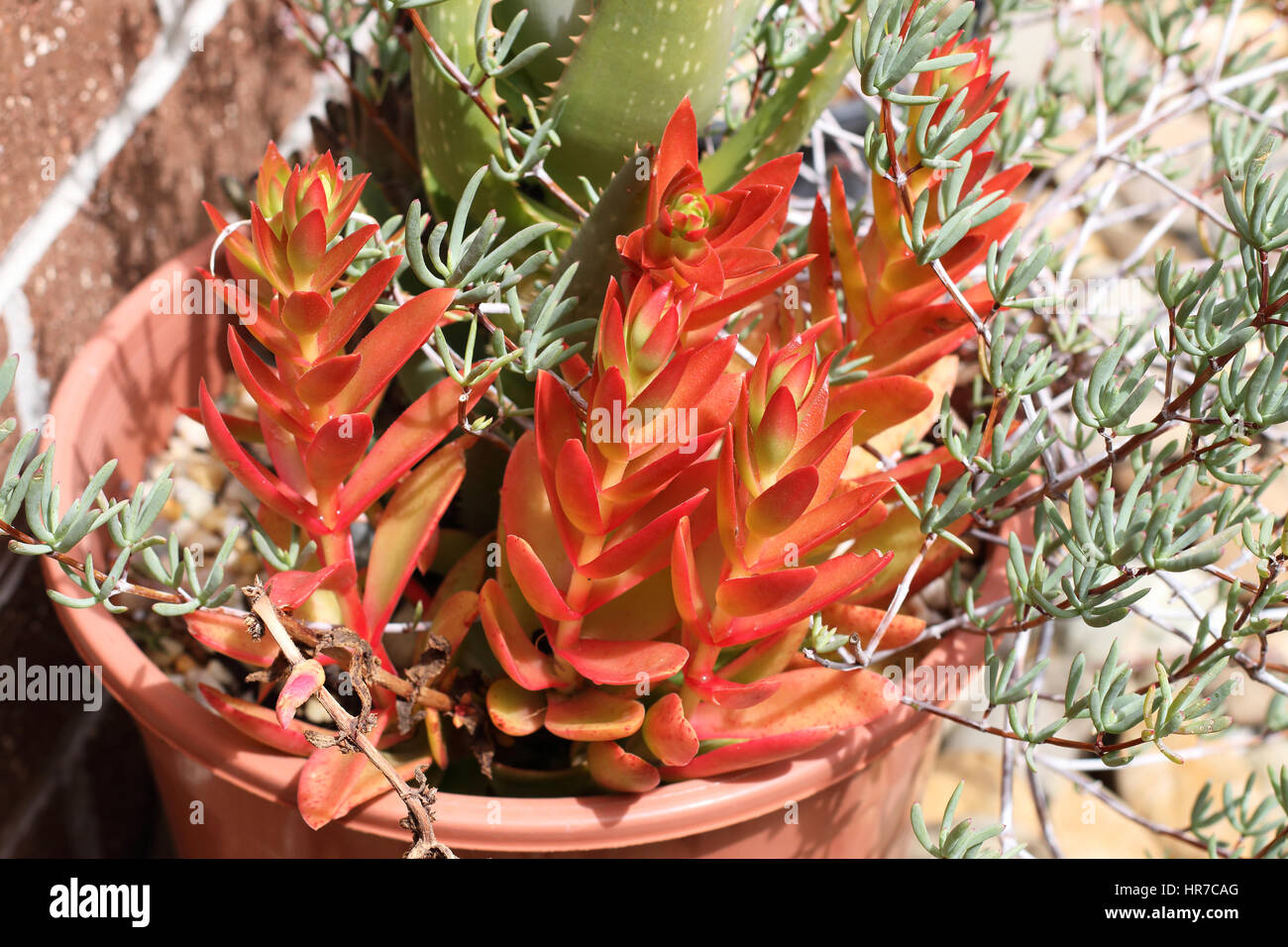 Crassula Capitella Campfire succulente Foto Stock