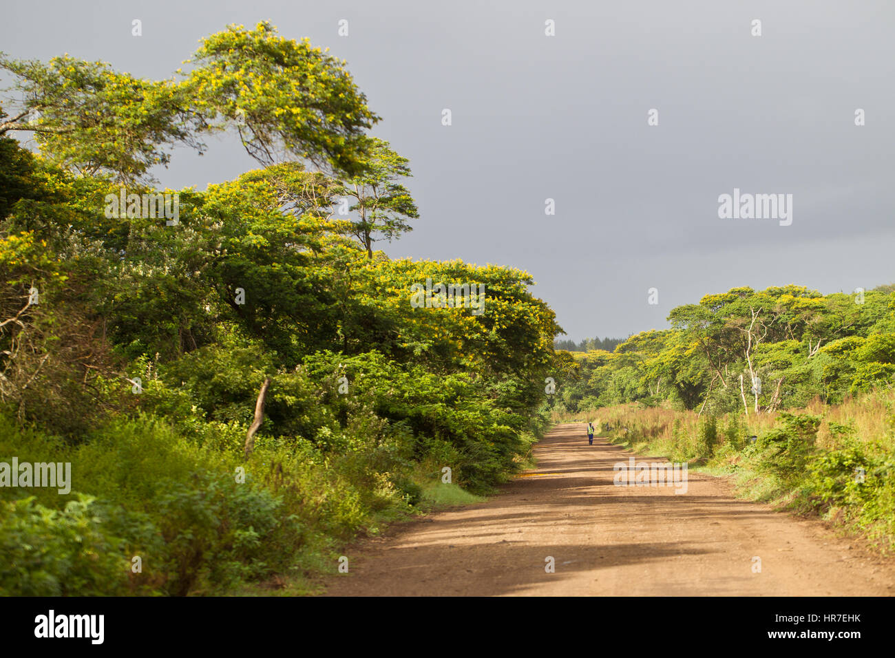 Un uomo cammina a lavorare attraverso la rigenerazione delle foreste in Richards Bay in Sud Africa. Foto Stock