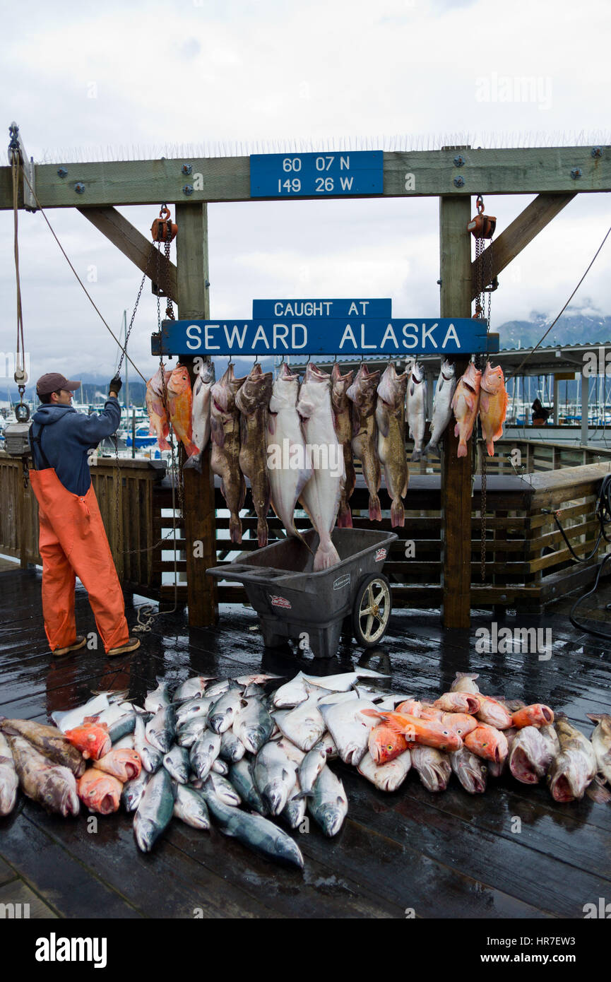 Un lavoratore dock pesa il pescato del giorno da una pesca turismo viaggio da Seward Alaska. Foto Stock