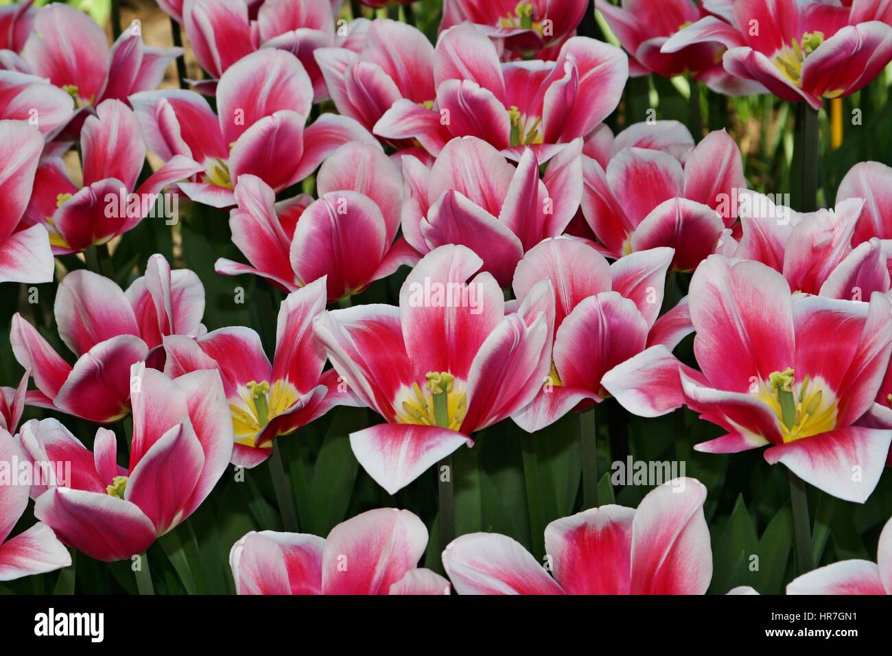 Rosa e Bianco Blooming trionfo tulipani 'Dream mondo', Parco Keukenhof, Olanda Foto Stock