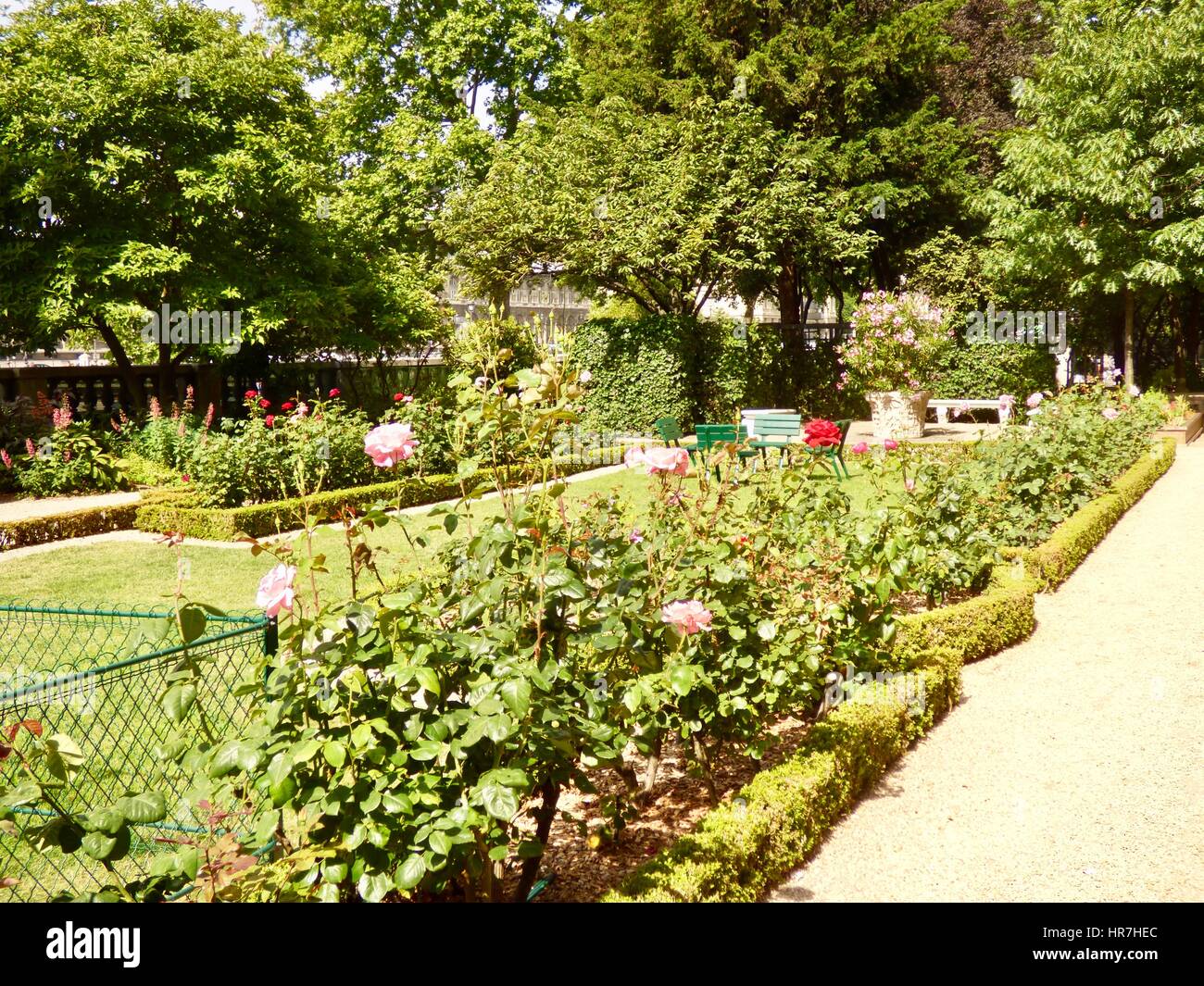 Le Rose in fiore nel giardino di lato della Mairie de Paris, l'Hôtel de Ville, il municipio di Parigi, Francia. Foto Stock