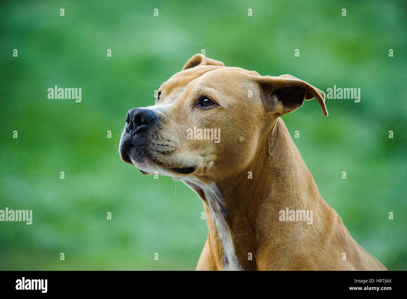 L'American Pit Bull Terrier cane Foto Stock