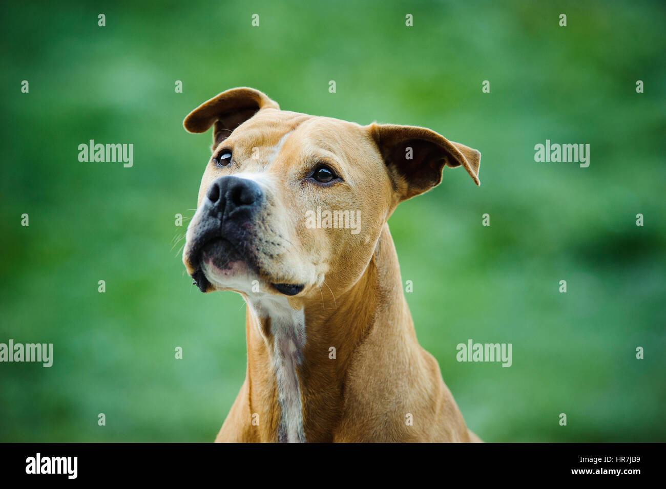 L'American Pit Bull Terrier cane contro erba verde Foto Stock