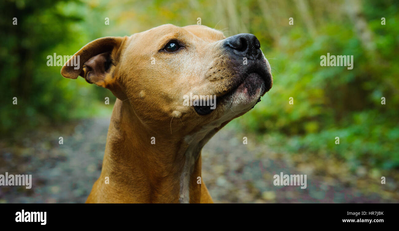 L'American Pit Bull Terrier Foto Stock