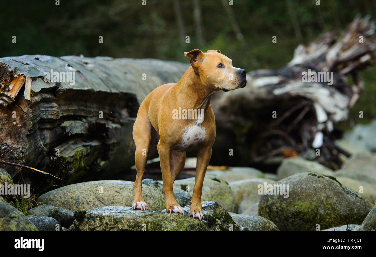 L'American Pit Bull Terrier Foto Stock