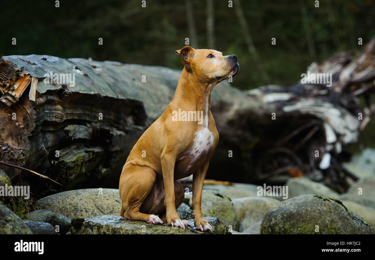 L'American Pit Bull Terrier Foto Stock
