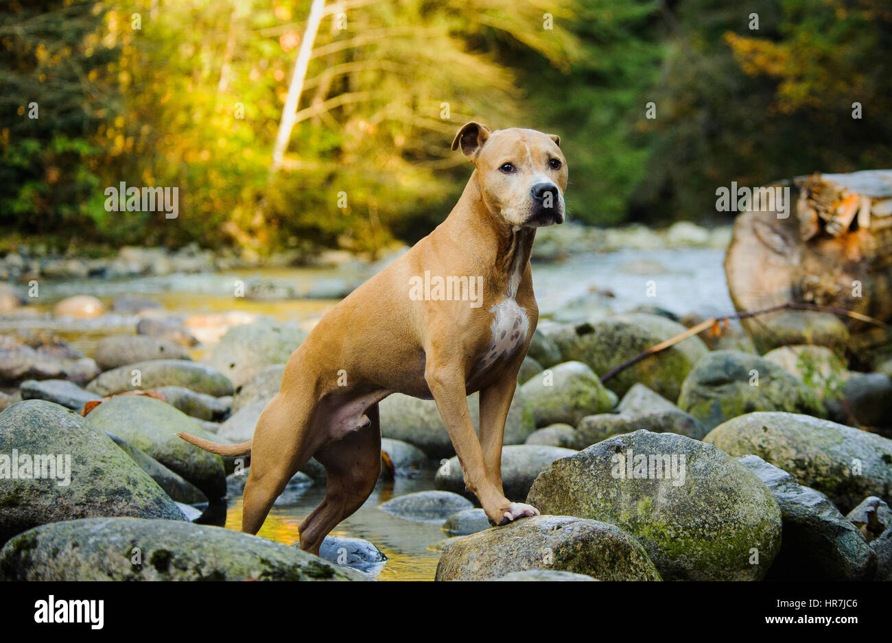 L'American Pit Bull Terrier Foto Stock