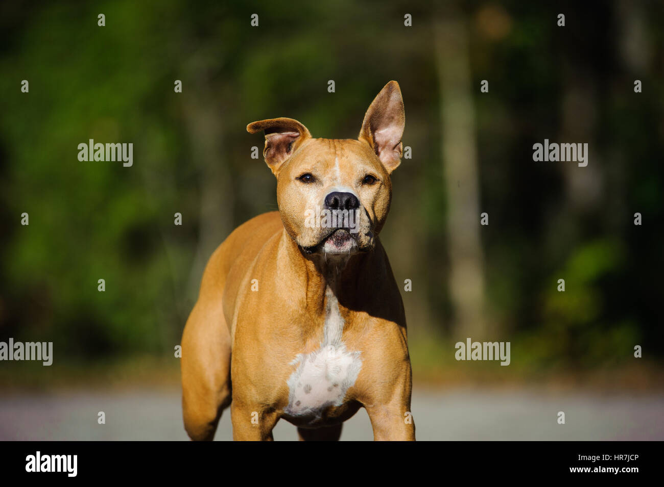 L'American Pit Bull Terrier Foto Stock