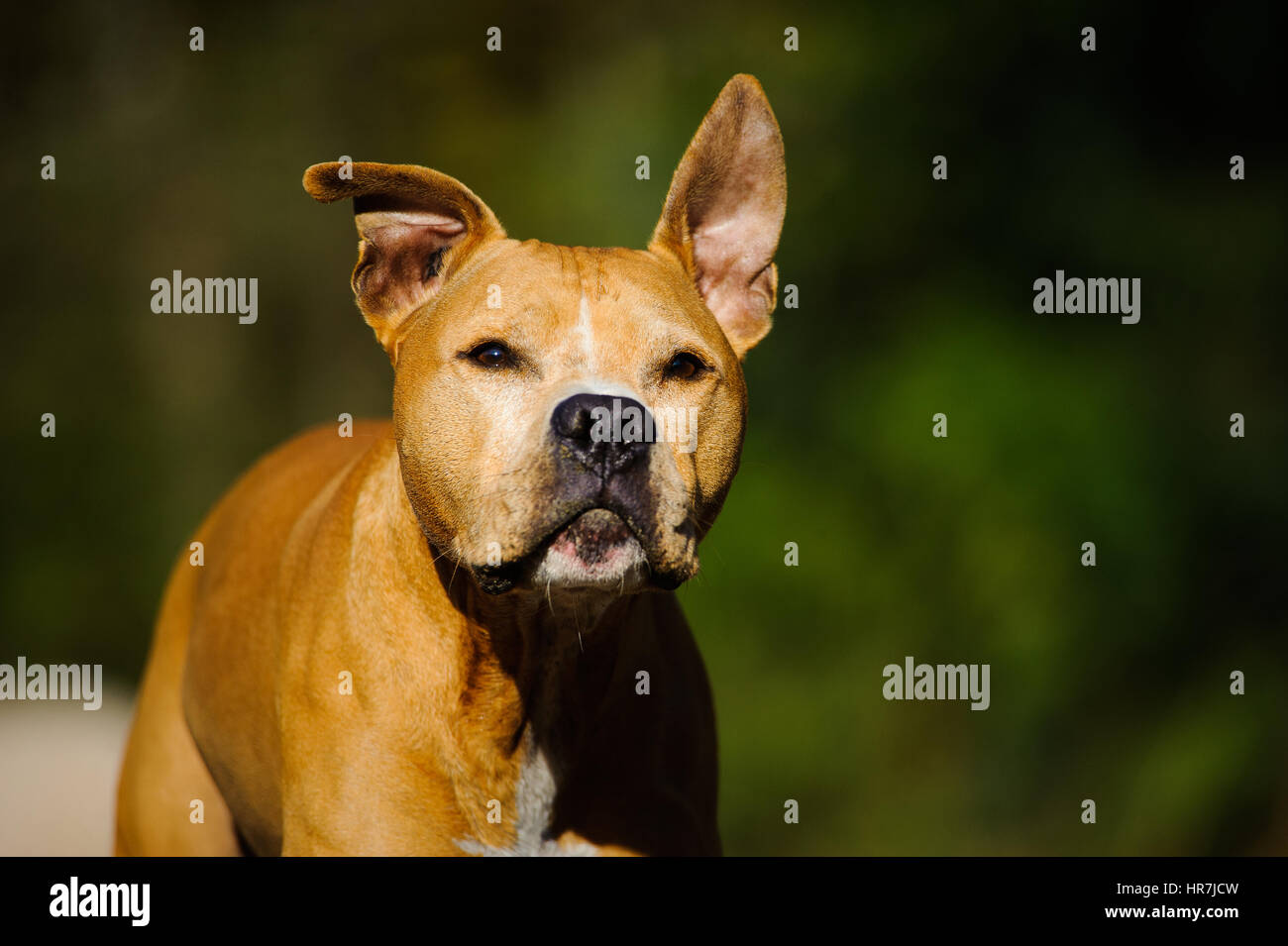 L'American Pit Bull Terrier Foto Stock