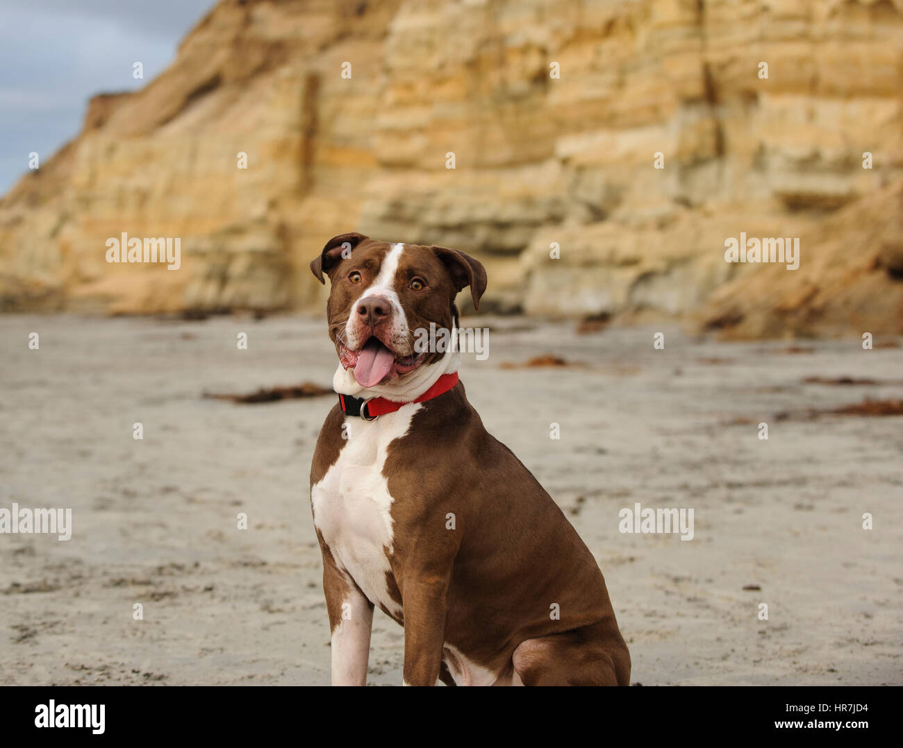 L'American Pit Bull Terrier Foto Stock