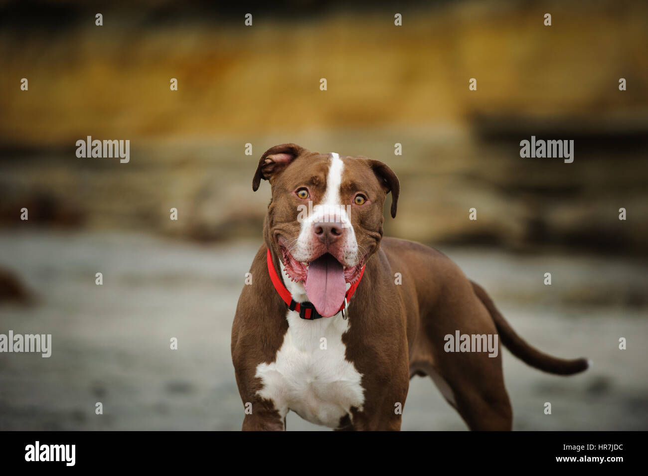 L'American Pit Bull Terrier Foto Stock