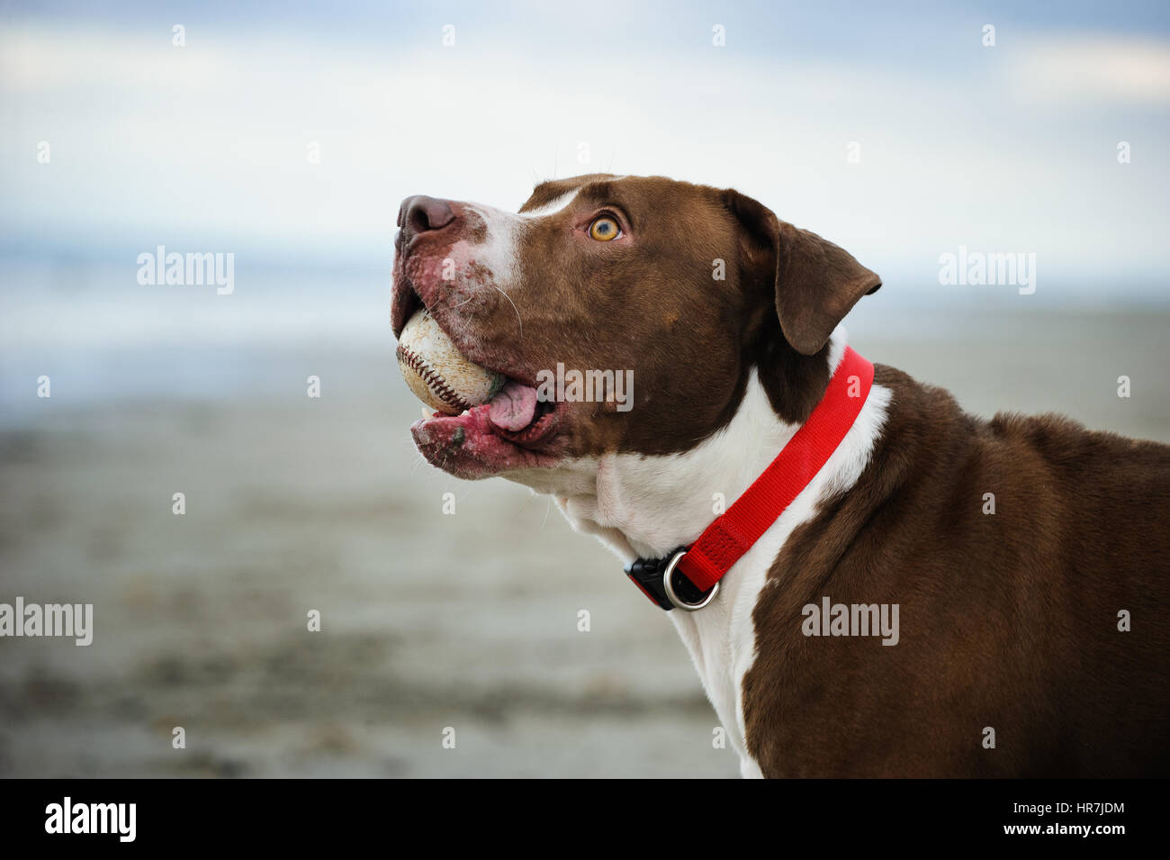 L'American Pit Bull Terrier Foto Stock