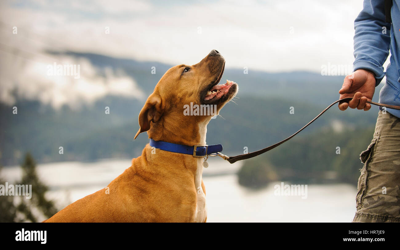 L'American Pit Bull Terrier al guinzaglio prestare attenzione al cane trainer Foto Stock