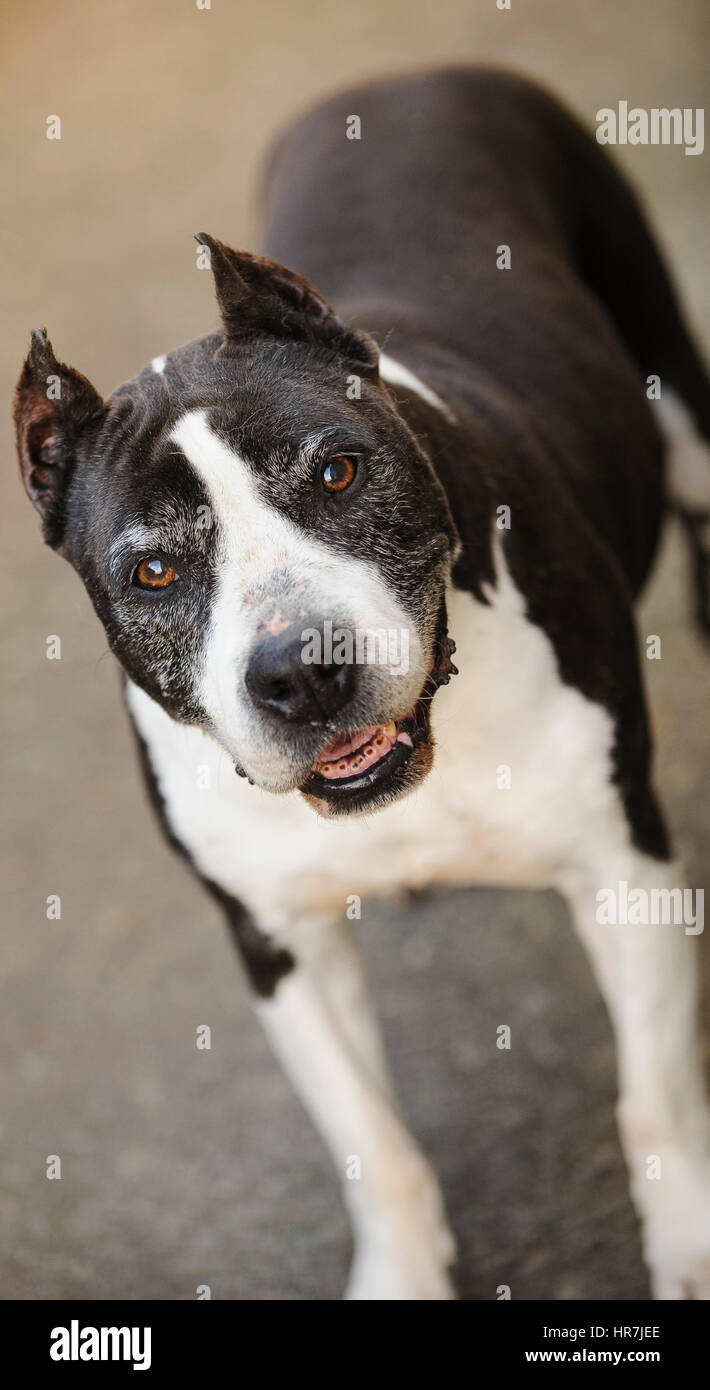 Senior l'American Pit Bull Terrier con orecchie Foto Stock