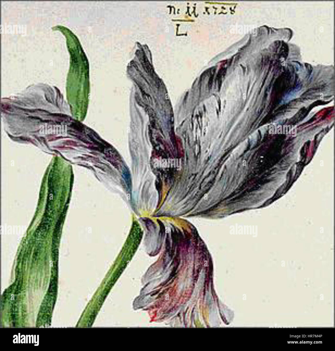 Tulpen Aquarell 1 Foto Stock