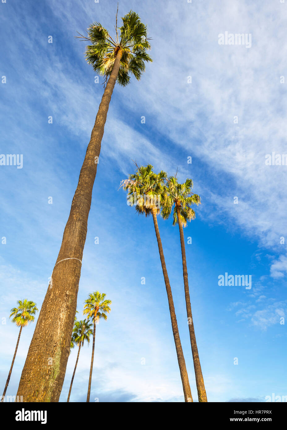 Alberi di Palma contro un cielo nuvoloso. In California, Stati Uniti d'America. Foto Stock