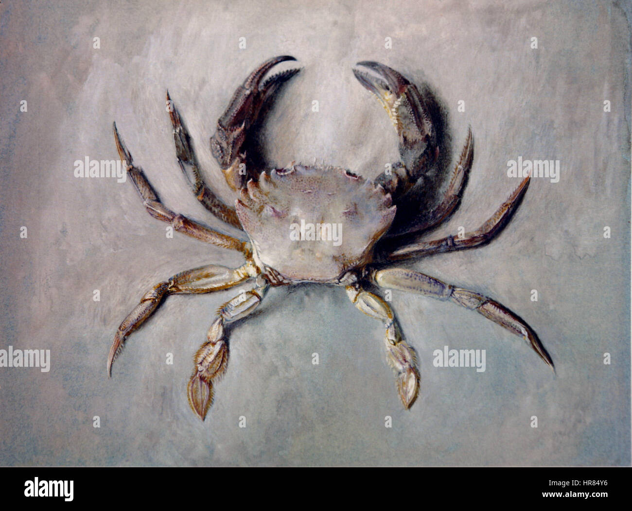 L'illustrazione *granchio di velluto* di John Ruskin è una dettagliata rappresentazione delle specie marine, evidenziandone l'aspetto distintivo e le raffinate consistenze del guscio. Questa opera fa parte del contributo di Ruskin all'illustrazione scientifica e alla storia naturale. Foto Stock
