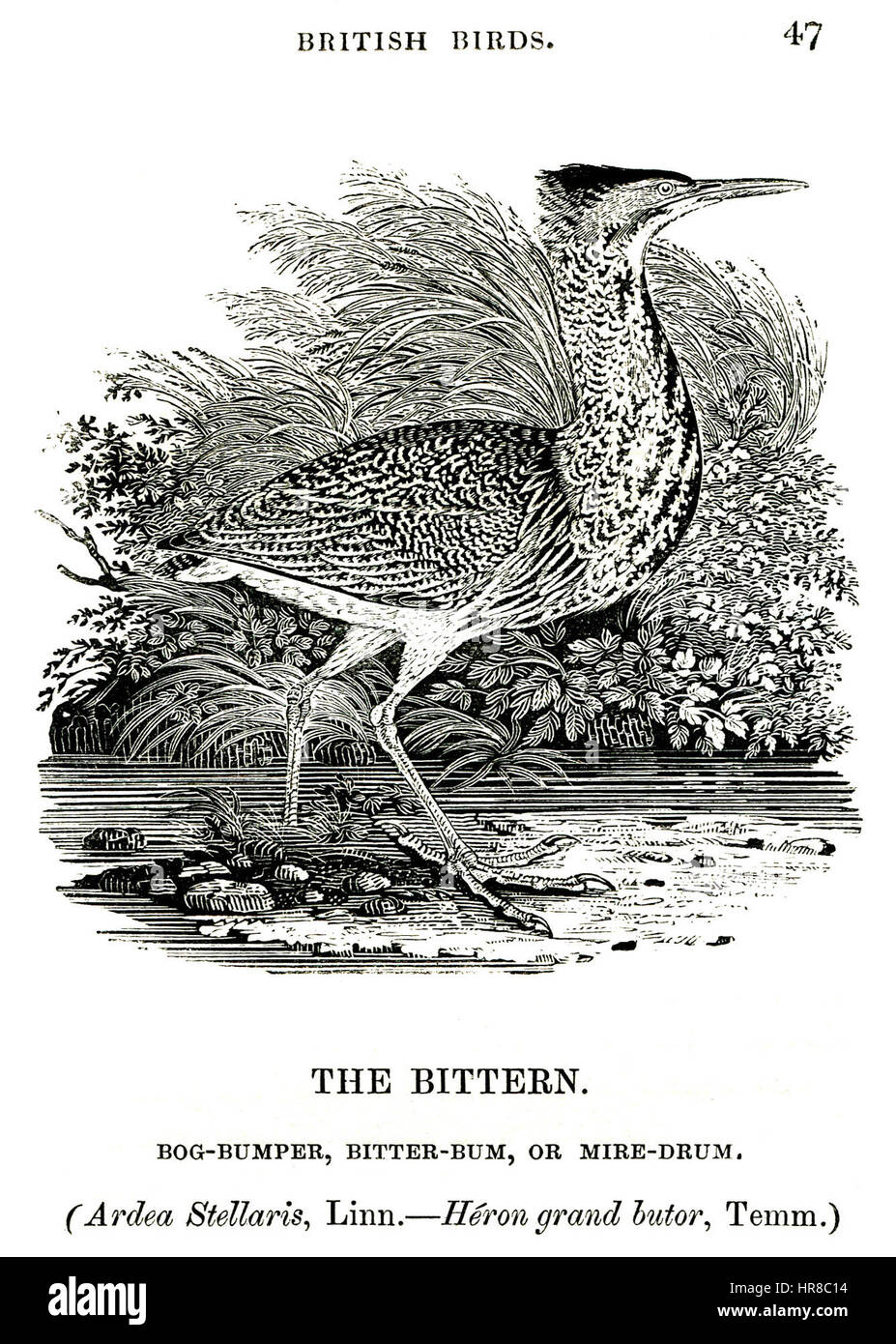 Il tarabuso Thomas Bewick 1804 Foto Stock