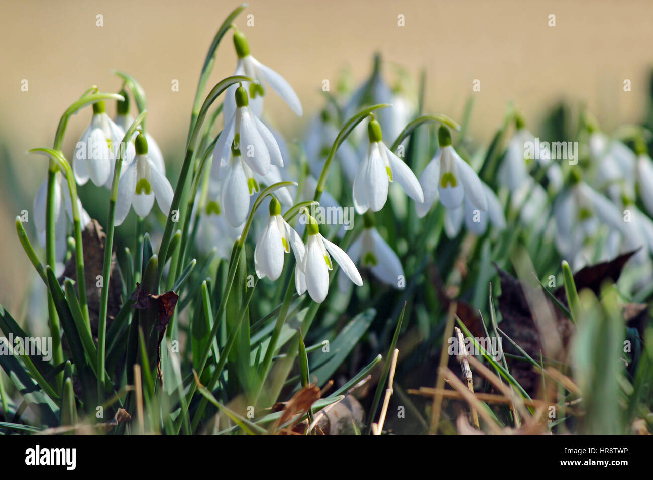 Fioritura precoce bucaneve (Galanthus nivalis) un segno di speranza Foto Stock