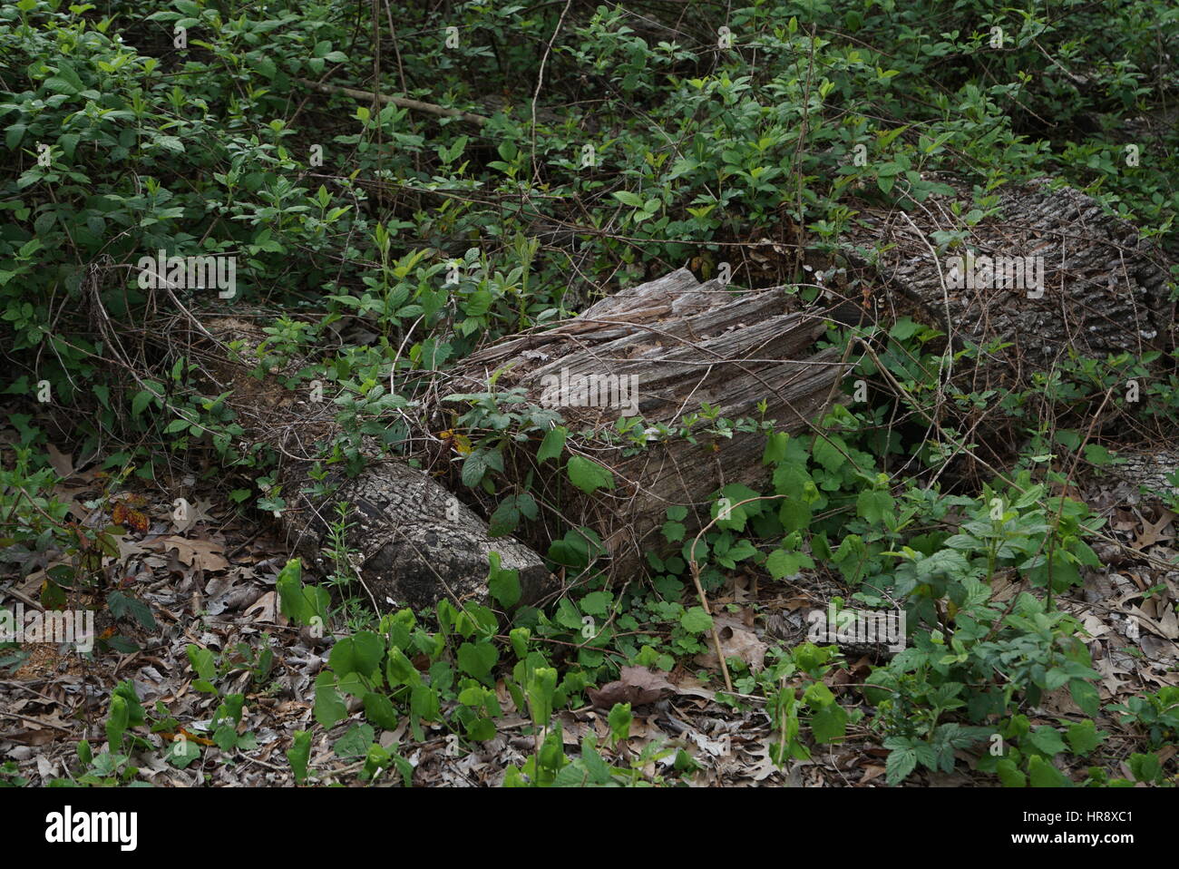 le nature foor Foto Stock