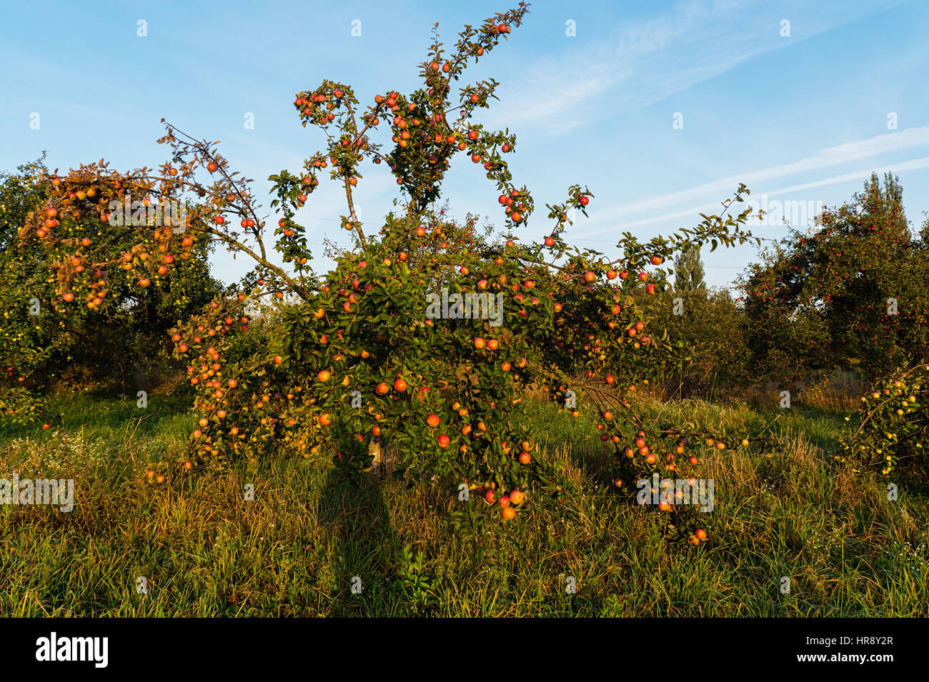 Giardino autunno con Apple il raccolto di frutta rossa matura sugli alberi Foto Stock