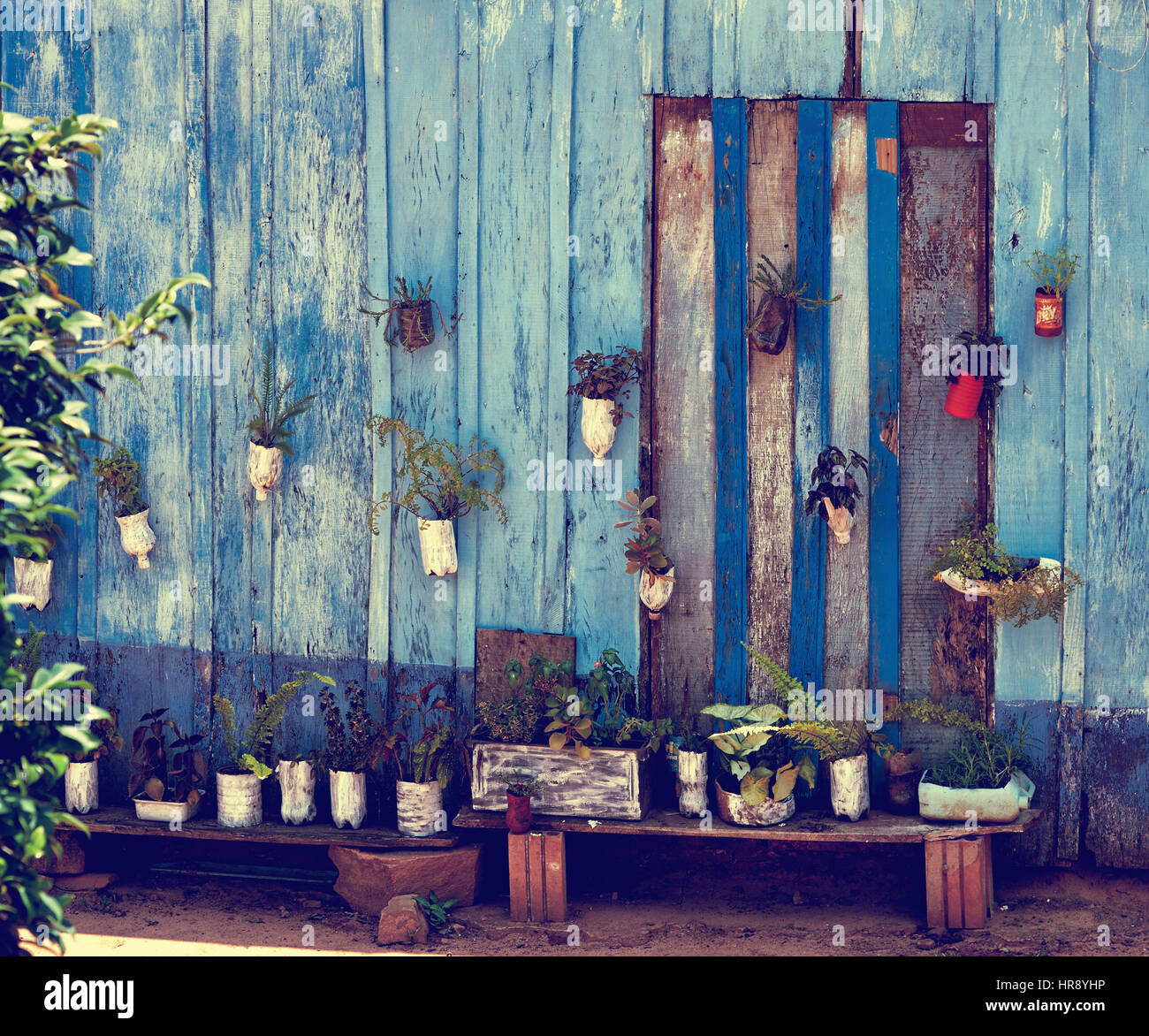 Fiori in vasi appesi su una tavola di legno vecchio paited parete blu. La decorazione della parete. Foto Stock