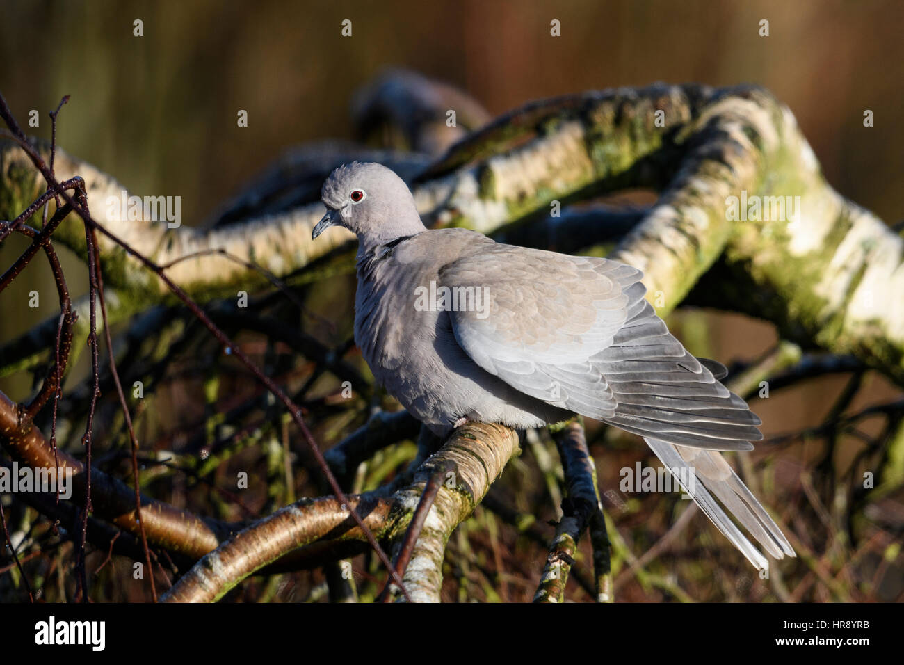 Eurasian Colomba a collare (Streptopelia decaocto), inverno Foto Stock
