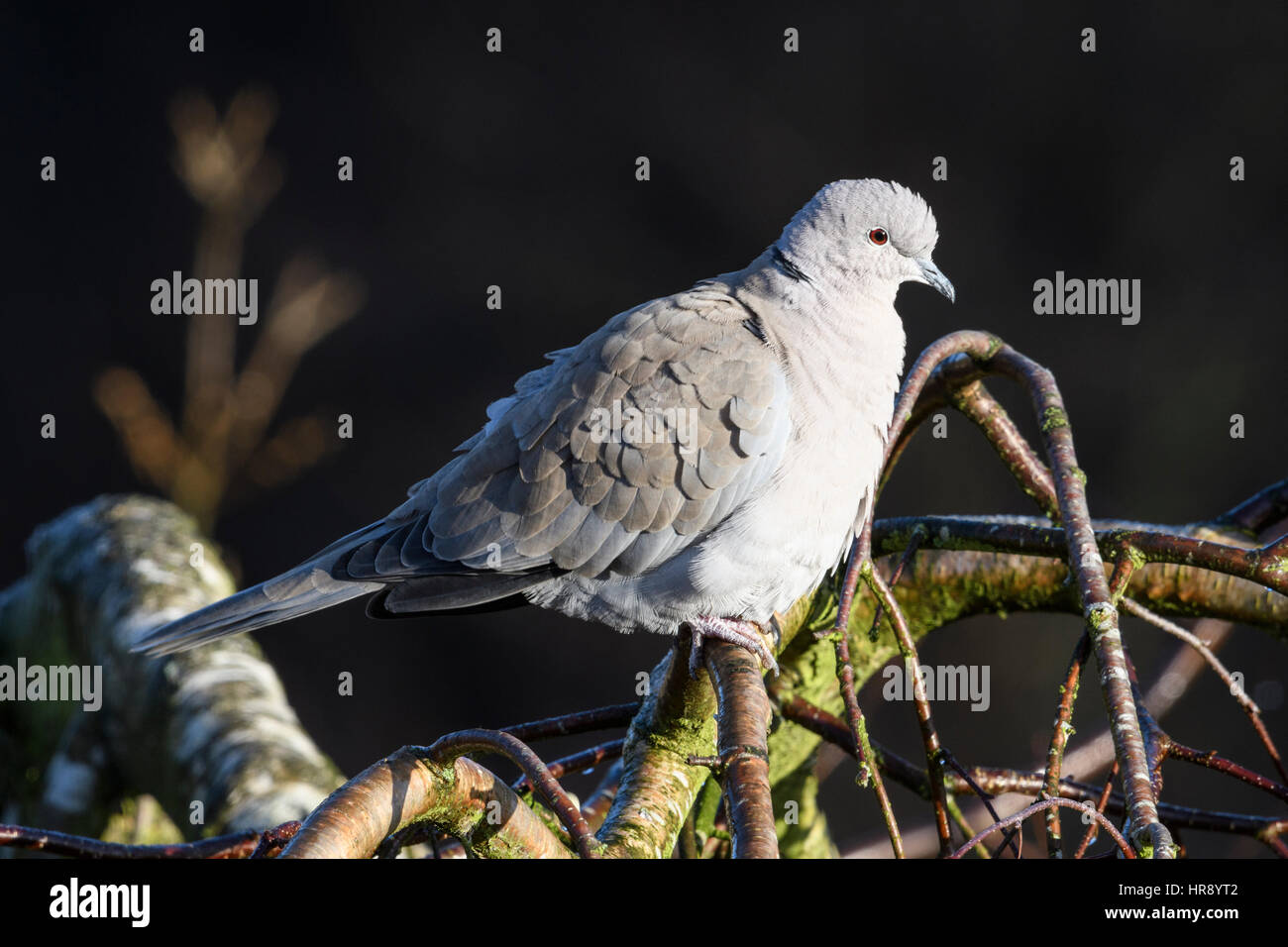 Eurasian Colomba a collare (Streptopelia decaocto), inverno Foto Stock