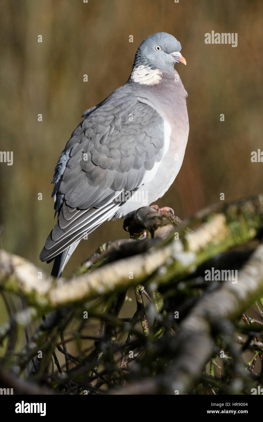 Il Colombaccio ( Columba palumbus) Foto Stock