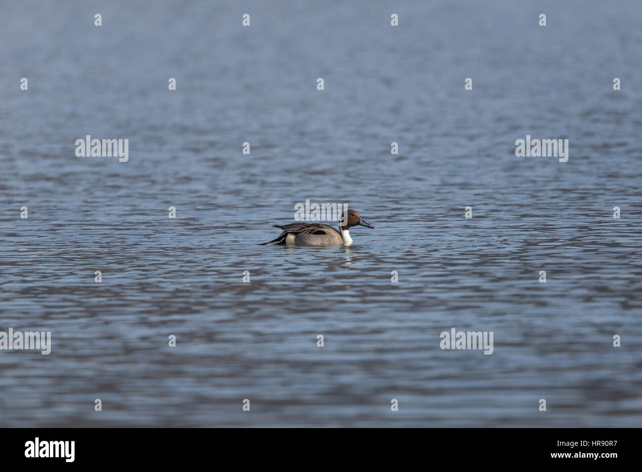 Maschio pintail settentrionale (Anas acuta) nuotare in acque blu Foto Stock