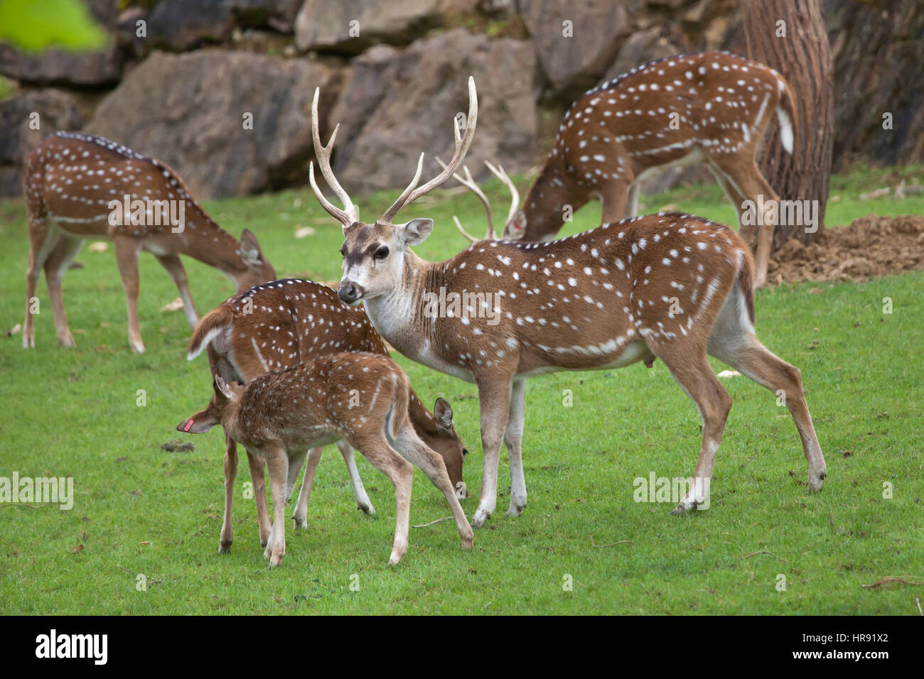Chital (asse asse), noto anche come il cervo maculato o asse di cervo. Foto Stock