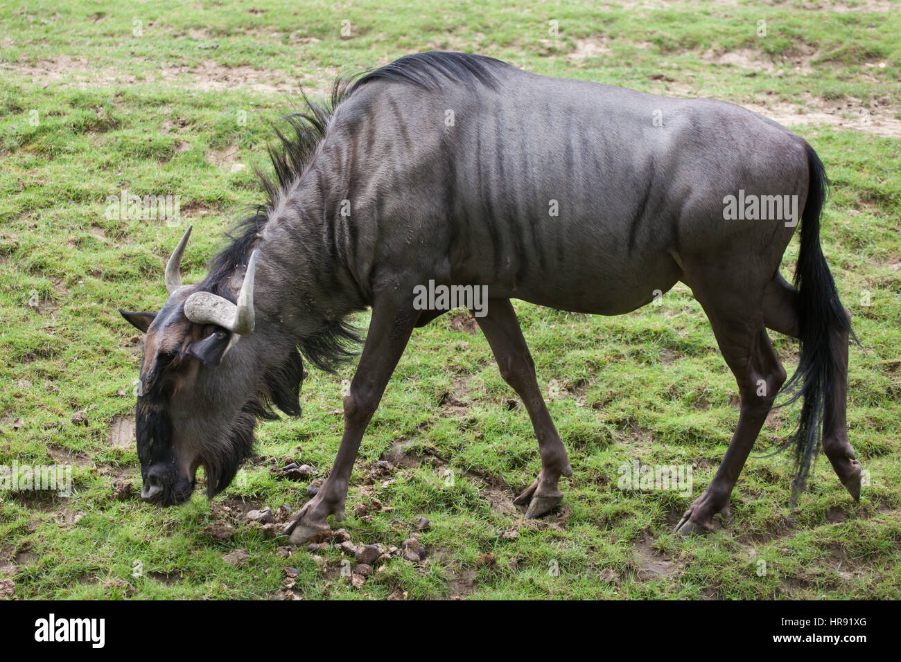 Blu (wildebeests Connochaetes taurinus taurinus), noto anche come borchiati gnu. Foto Stock