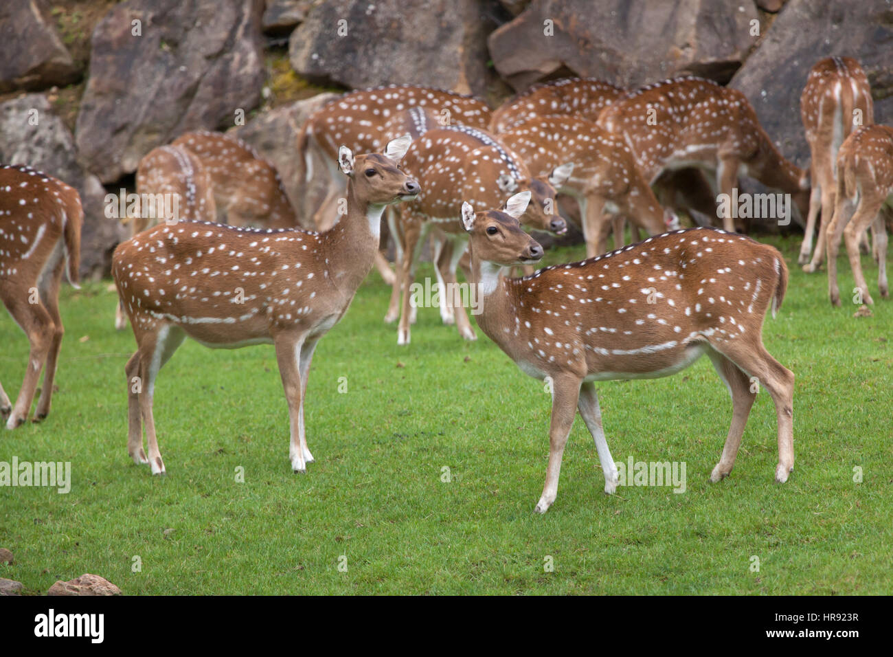 Chital (asse asse), noto anche come il cervo maculato o asse di cervo. Foto Stock