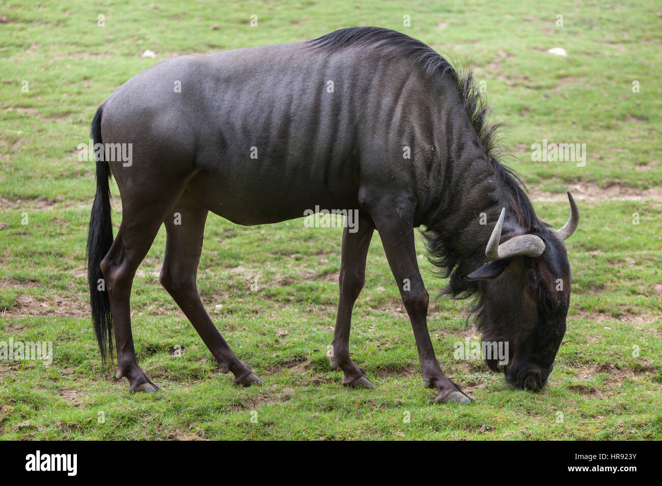 Blu (wildebeests Connochaetes taurinus taurinus), noto anche come borchiati gnu. Foto Stock
