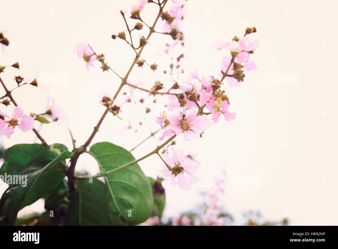 Sakura Cherry Blossom bellezza della natura Foto Stock