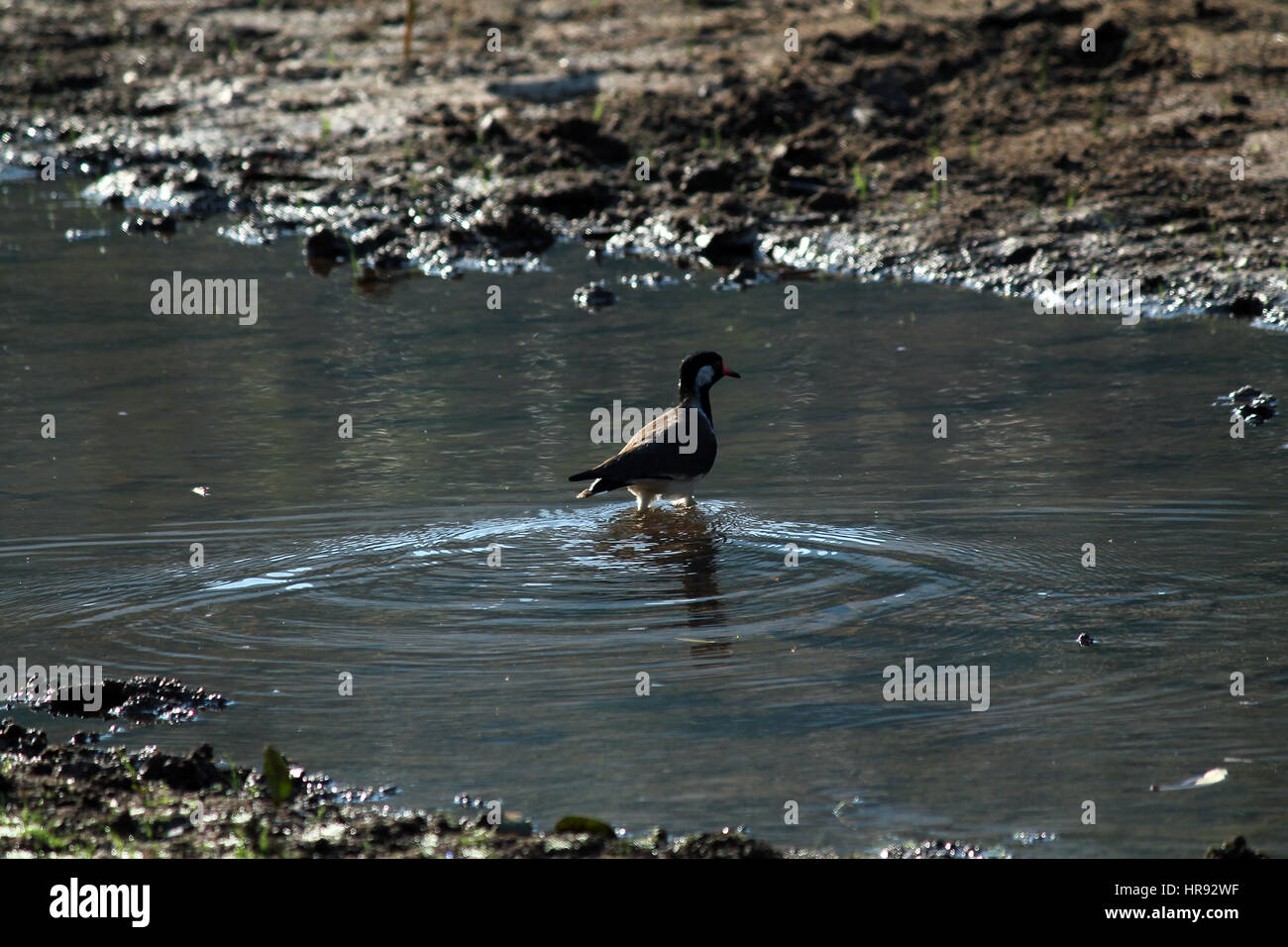 Attraversando il fiume Foto Stock