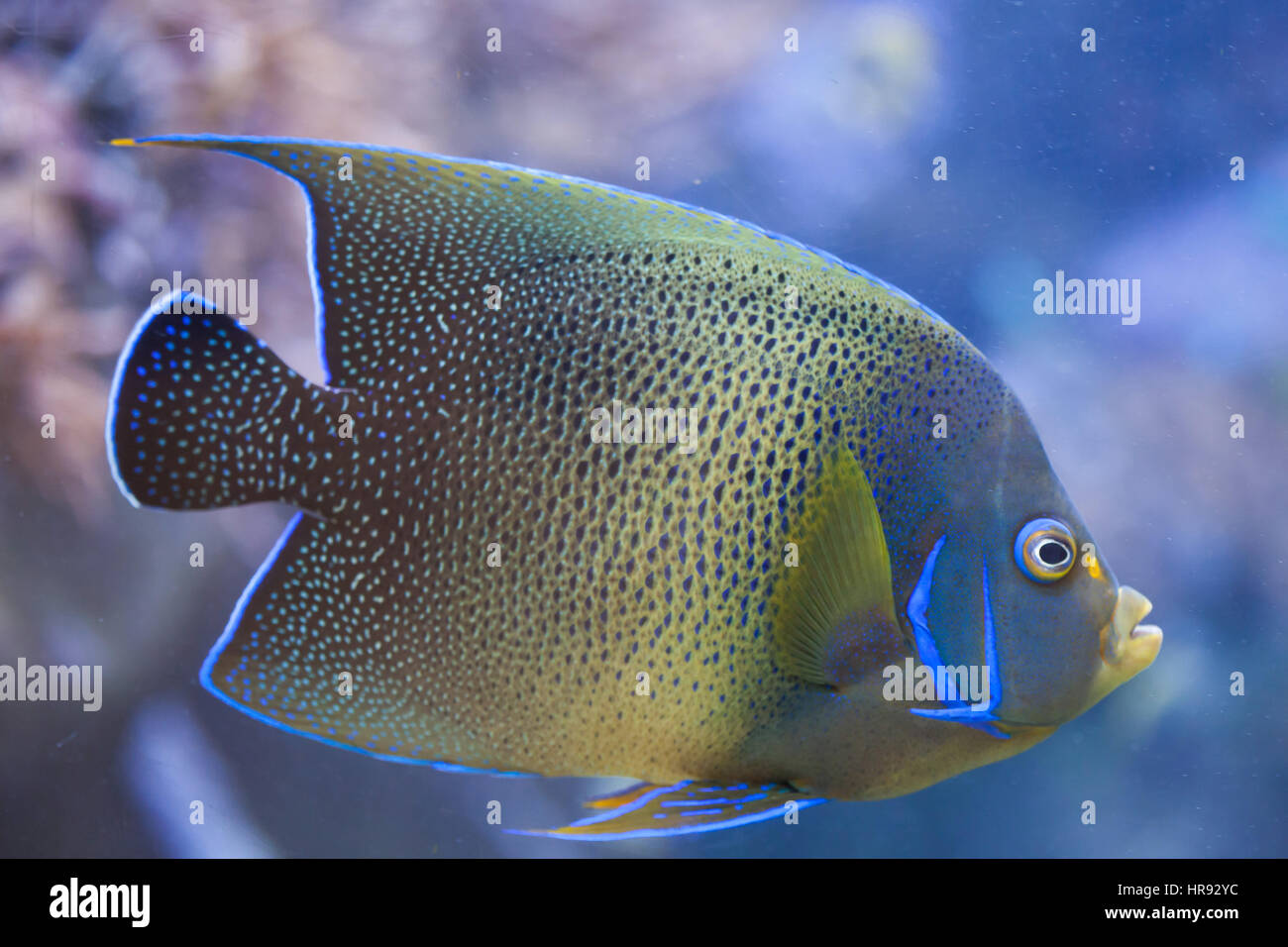 Il semicerchio angelfish (Pomacanthus semicirculatus), noto anche come il Corano angelfish. Foto Stock