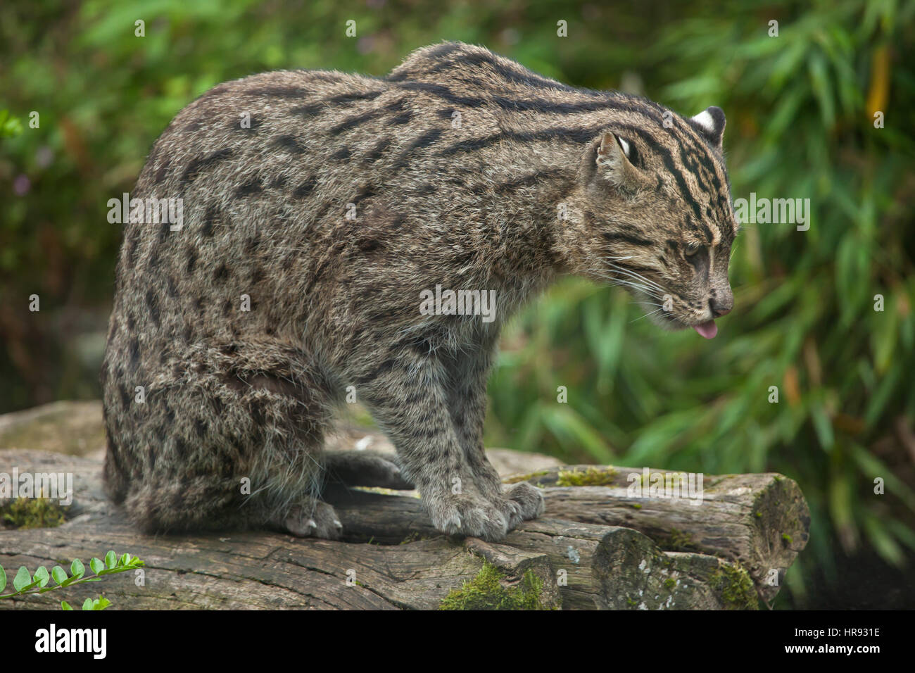 La pesca cat (Prionailurus viverrinus). La fauna animale. Foto Stock