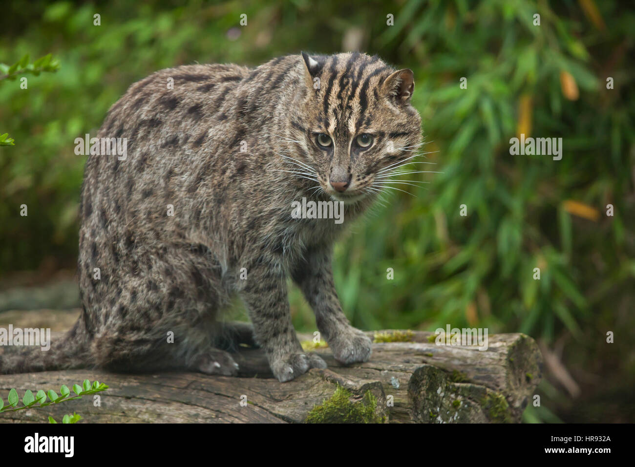 La pesca cat (Prionailurus viverrinus). La fauna animale. Foto Stock