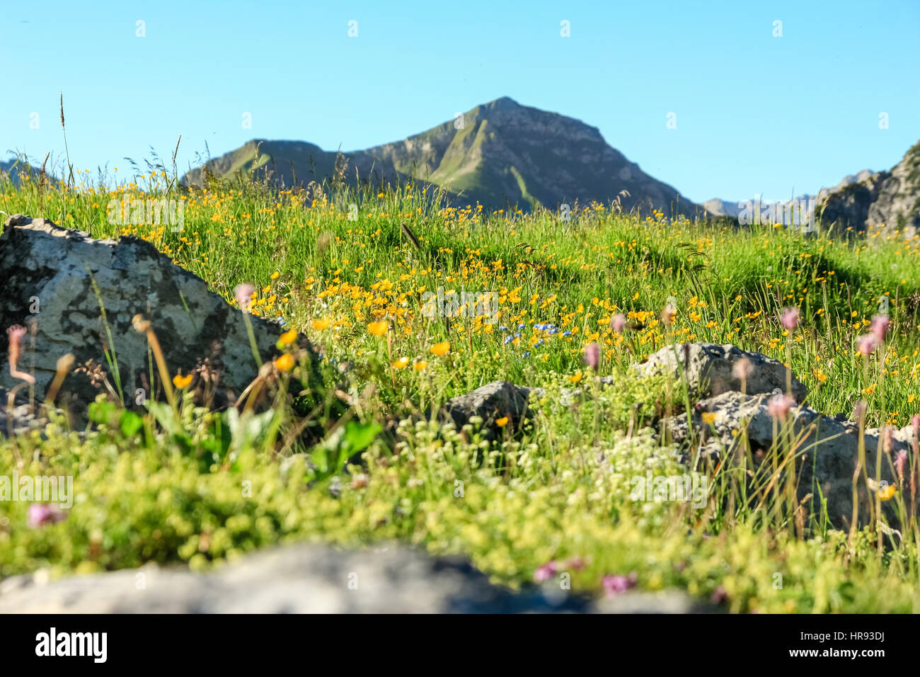 Prato di fiori e le montagne sullo sfondo in primavera Foto Stock